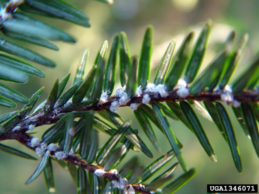 7. Adelges tsugae (hemlock woolly adelgid, HWA)