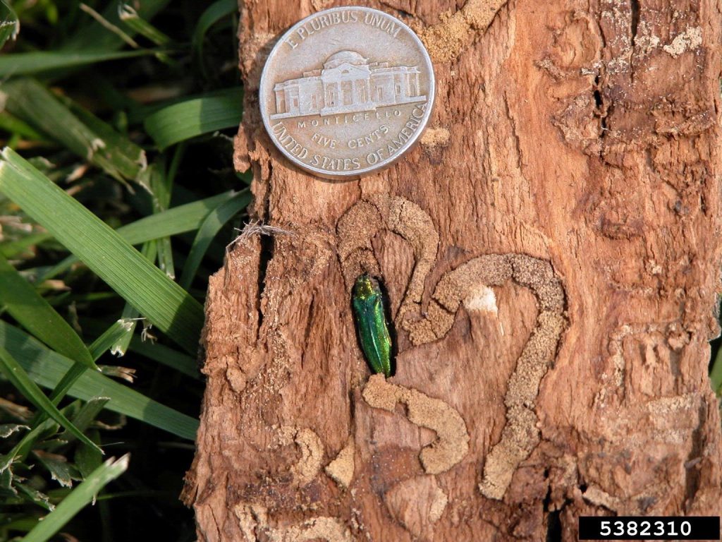 6. Agrilus planipennis (Emerald ash borer) 