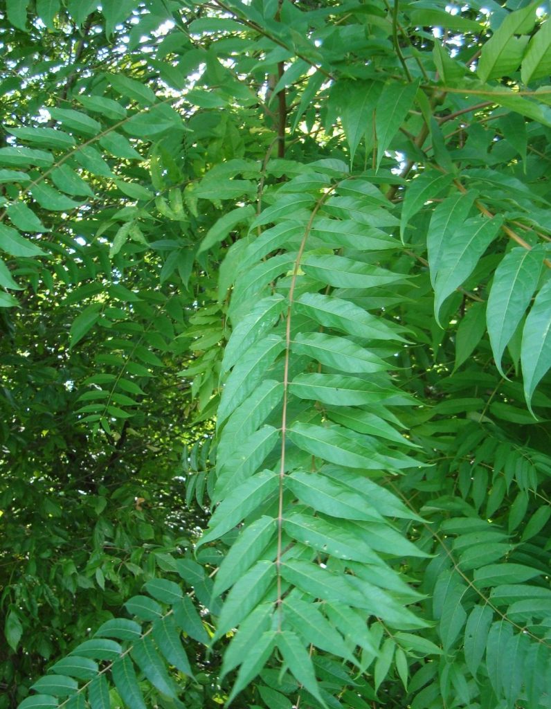 2. Ailanthus Altissima (Tree-of-Heaven)