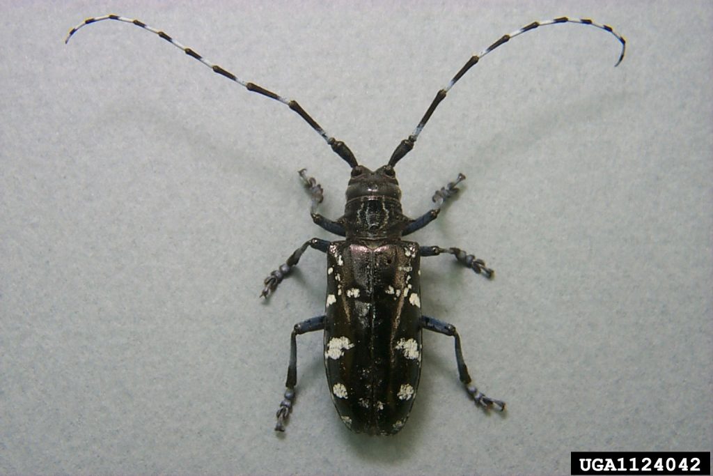 9. Anoplophora glabripennis (Asian longhorned beetle)