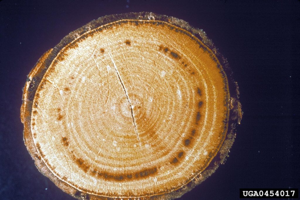 8. Ophiostoma ulmi and novo-ulmi. (Dutch elm disease)
