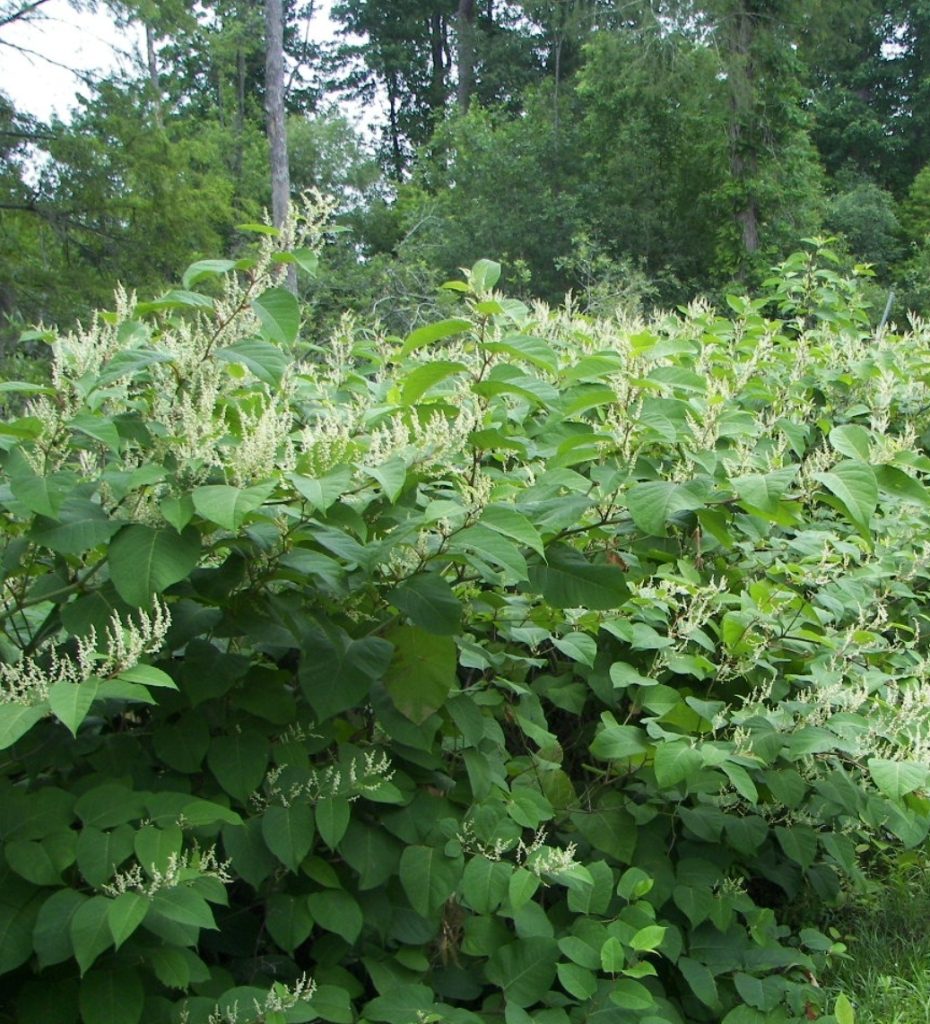 1. Fallopia Japonica (Japanese Knotweed)