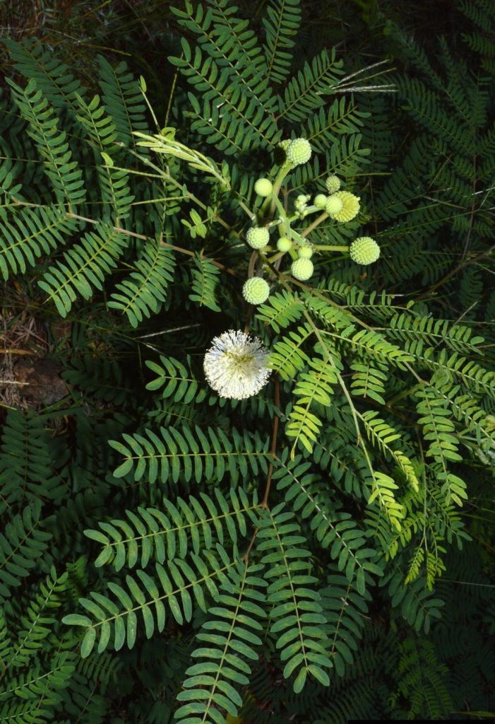 5. Leucaena leucocephala (white leadtree / subabul)