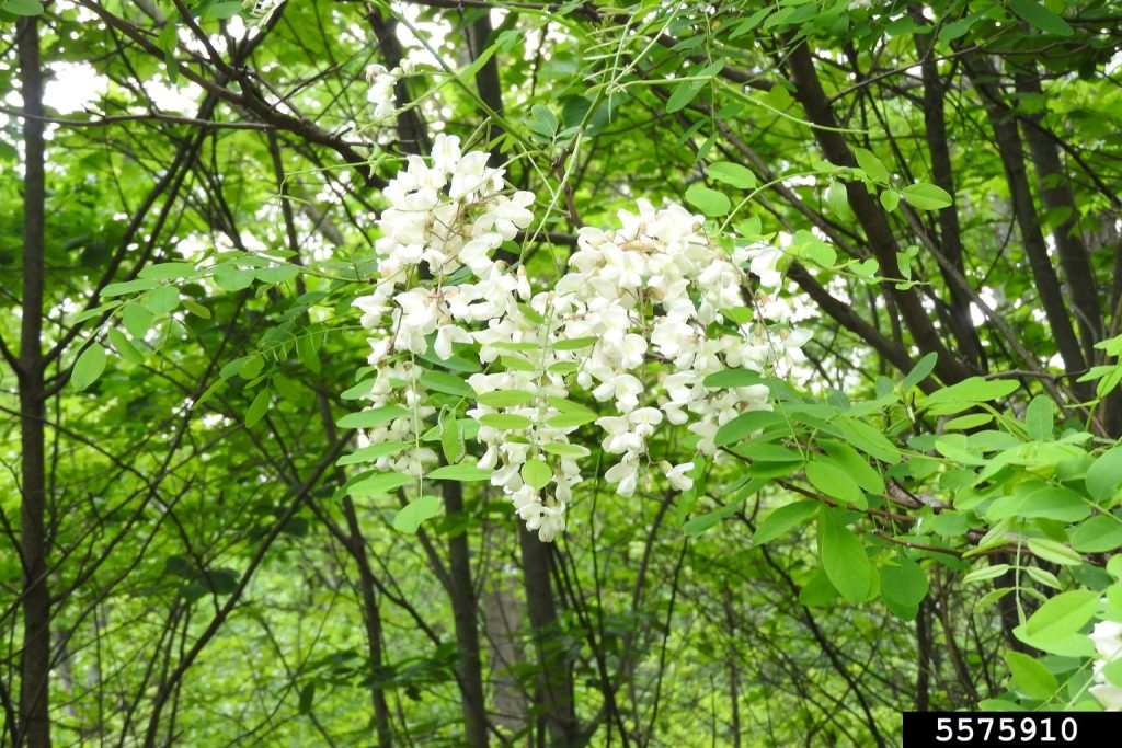 3. Robinia pseudoacacia (black locust)