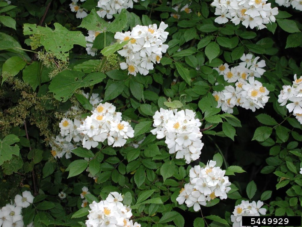 4. Rosa multiflora (multiflora rose / rambler rose)