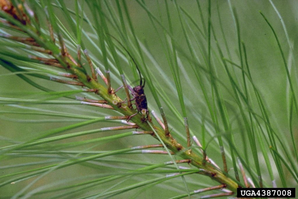 10. Pine wilt disease (caused by Bursaphelenchus xylophilus)