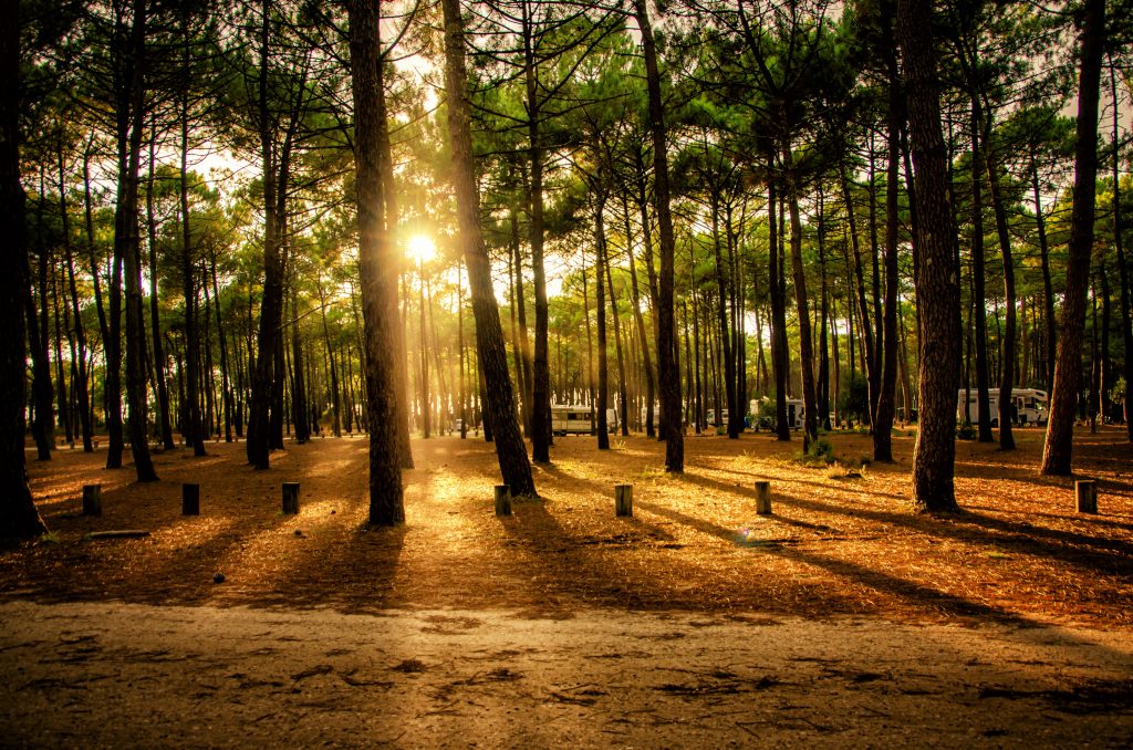 Pinewood Nematode Detected in France