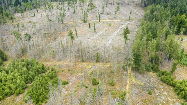 Bark beetle outbreak