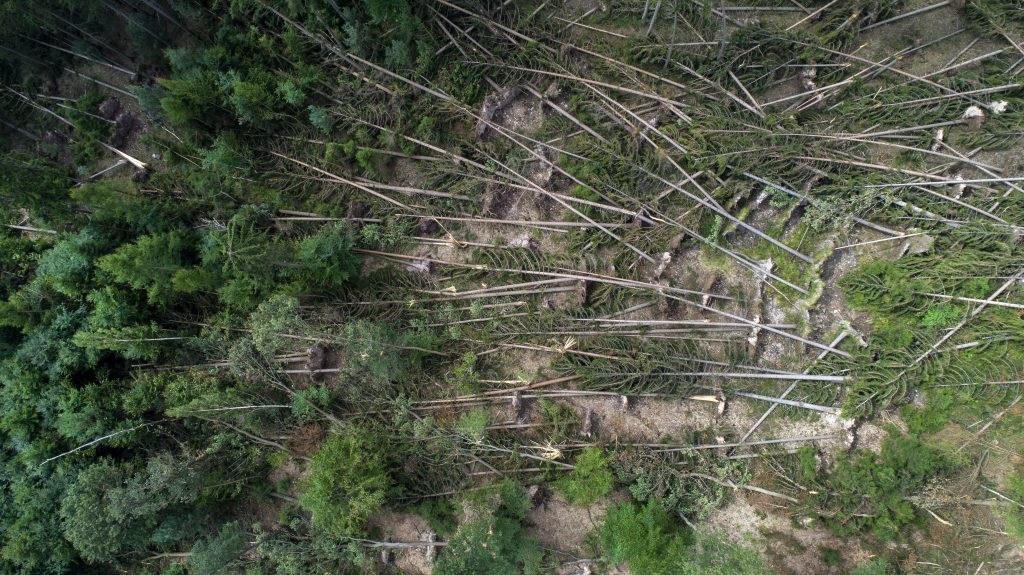 Forest damage in Europe could double by 2100, new study finds