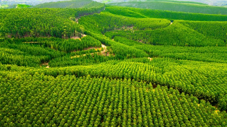 Globalization is reshaping forests worldwide - and spreading their pests