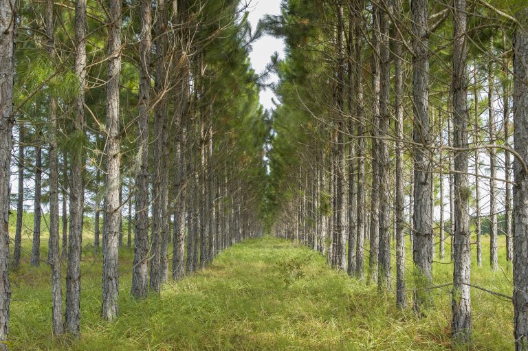 Douglas-fir plantations face limited pest risk: New study by Aditya Ganesh in Forest Ecology and Management