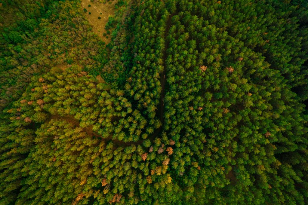 European trees on the precipice of their demise? Join Andrew Liebhold’s lecture at the EPPO Conference online