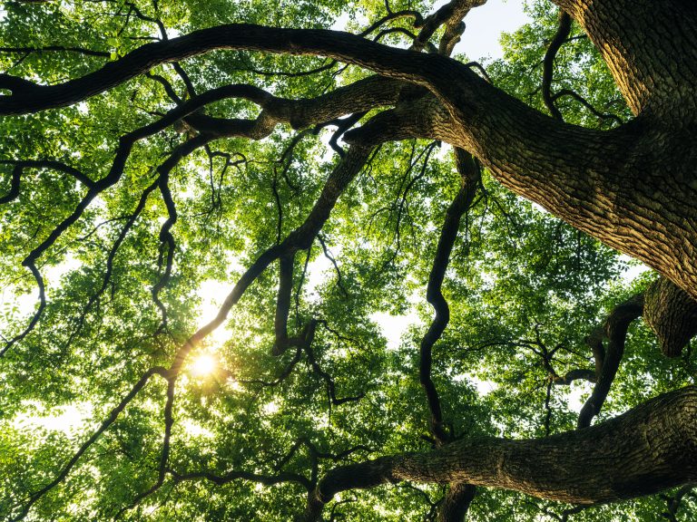 Trees delay spring leaf-out to escape insect damage, new study shows