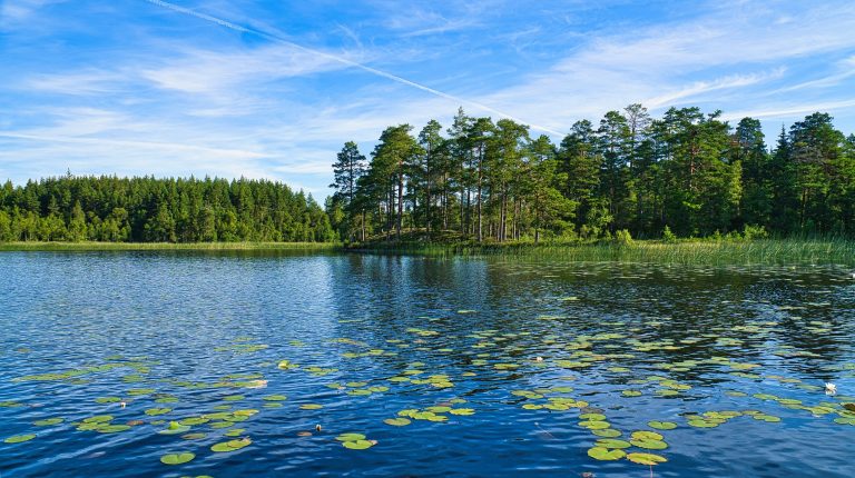 Dark diversity offers new insight into invasion success