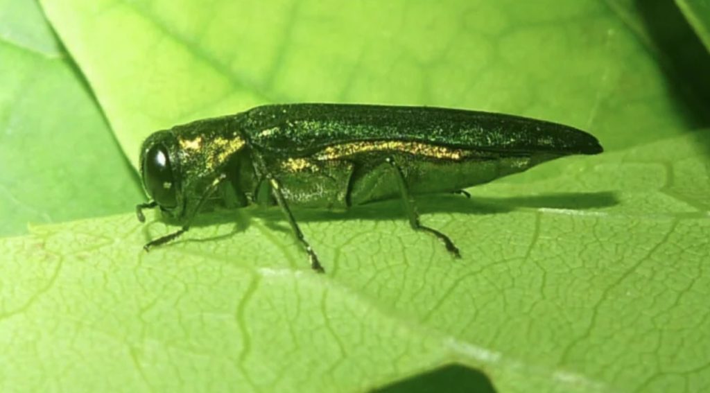 Emerald ash borer confirmed in Hungary, suspected in Slovakia