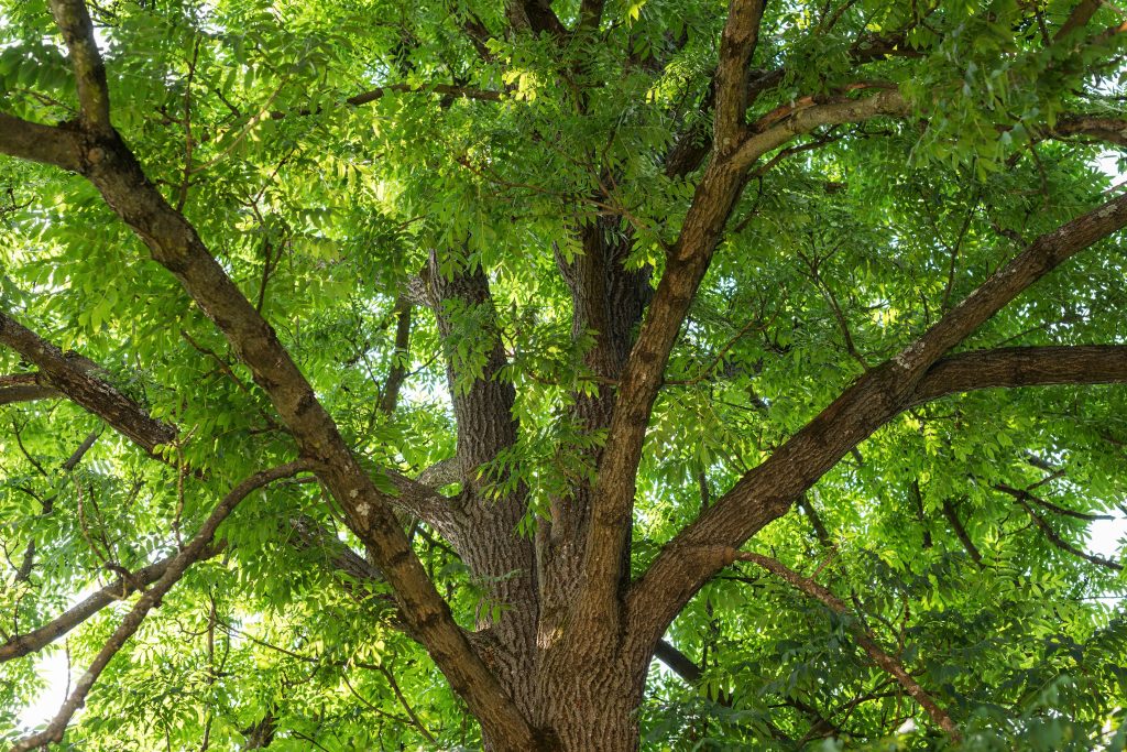 Emerald ash borer (Agrilus planipennis) – a new threat to ash trees in the EU