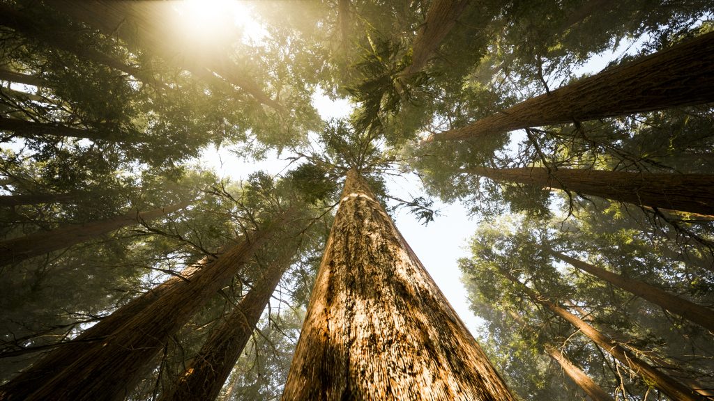 FISC to Host the 23rd International Forestry Quarantine Research Group Meeting
