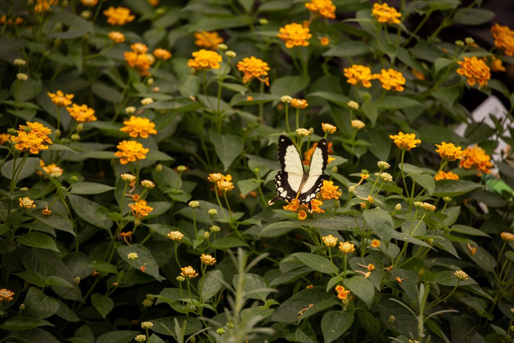 Time matters: how insect communities catch up with non-native plants in Europe
