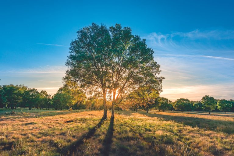 Will Europe lose its ash trees?