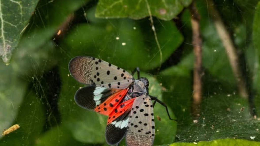 Spotted lanternfly confirmed in Moldova