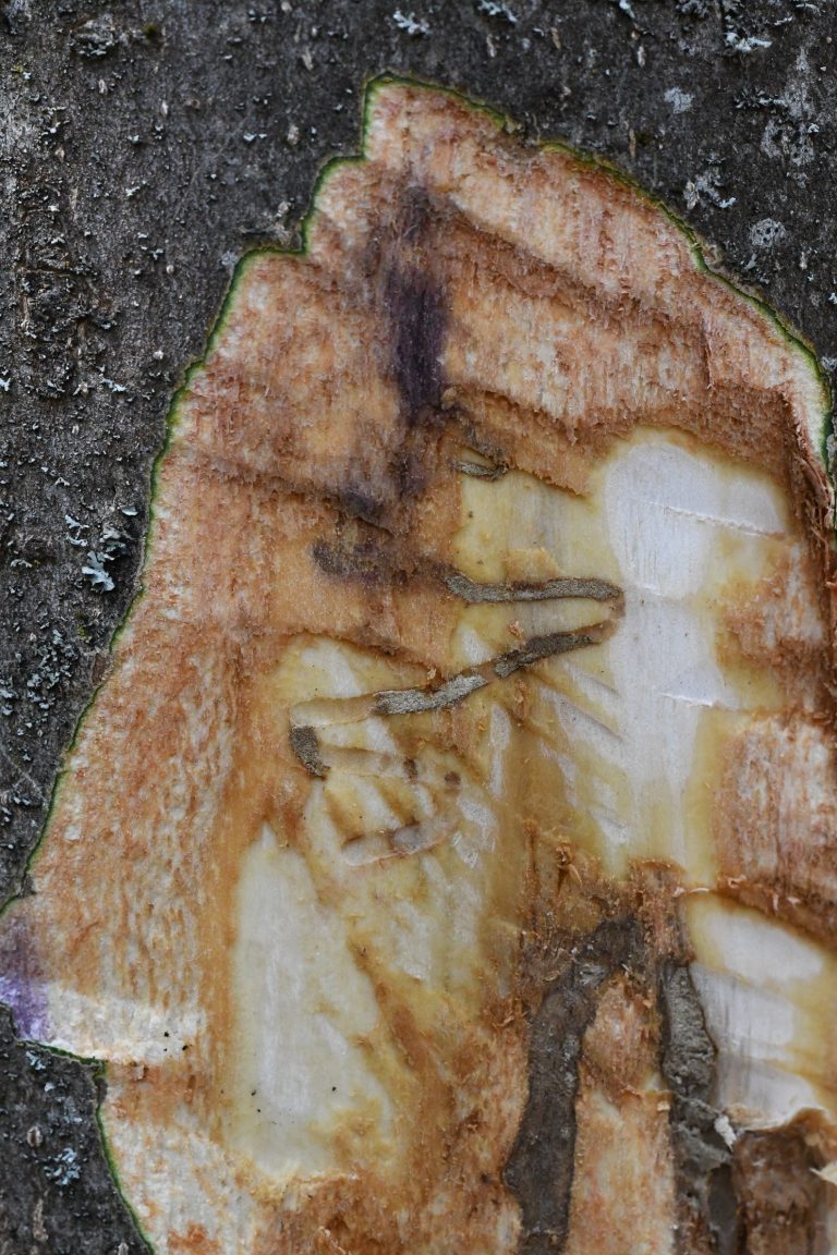 Photo gallery: We Cannot Stop the Emerald Ash Borer. The Key Is to Find It as Early as Possible. Foresters Need to Know Where and What to Look For.