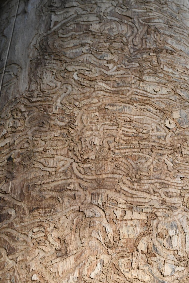 Photo gallery: We Cannot Stop the Emerald Ash Borer. The Key Is to Find It as Early as Possible. Foresters Need to Know Where and What to Look For.