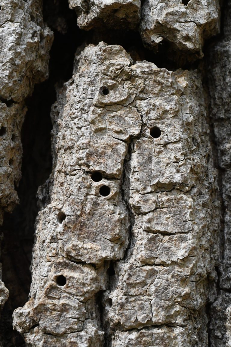 Photo gallery: We Cannot Stop the Emerald Ash Borer. The Key Is to Find It as Early as Possible. Foresters Need to Know Where and What to Look For.
