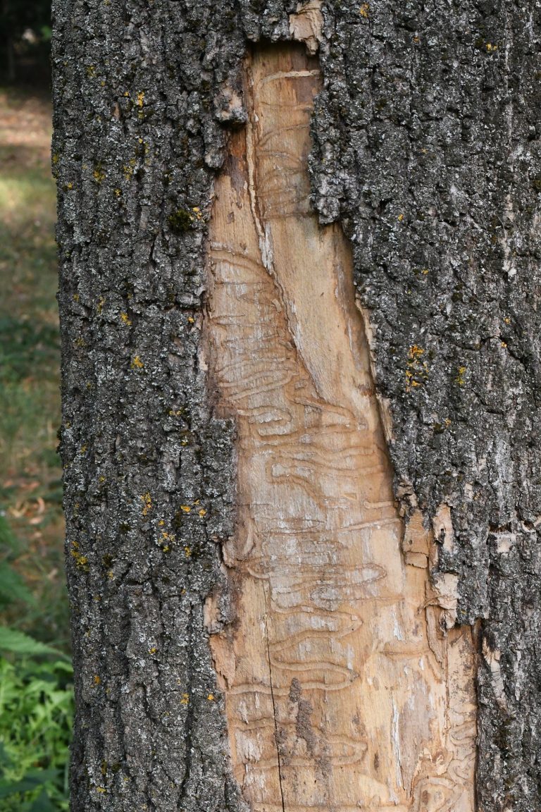 Photo gallery: We Cannot Stop the Emerald Ash Borer. The Key Is to Find It as Early as Possible. Foresters Need to Know Where and What to Look For.