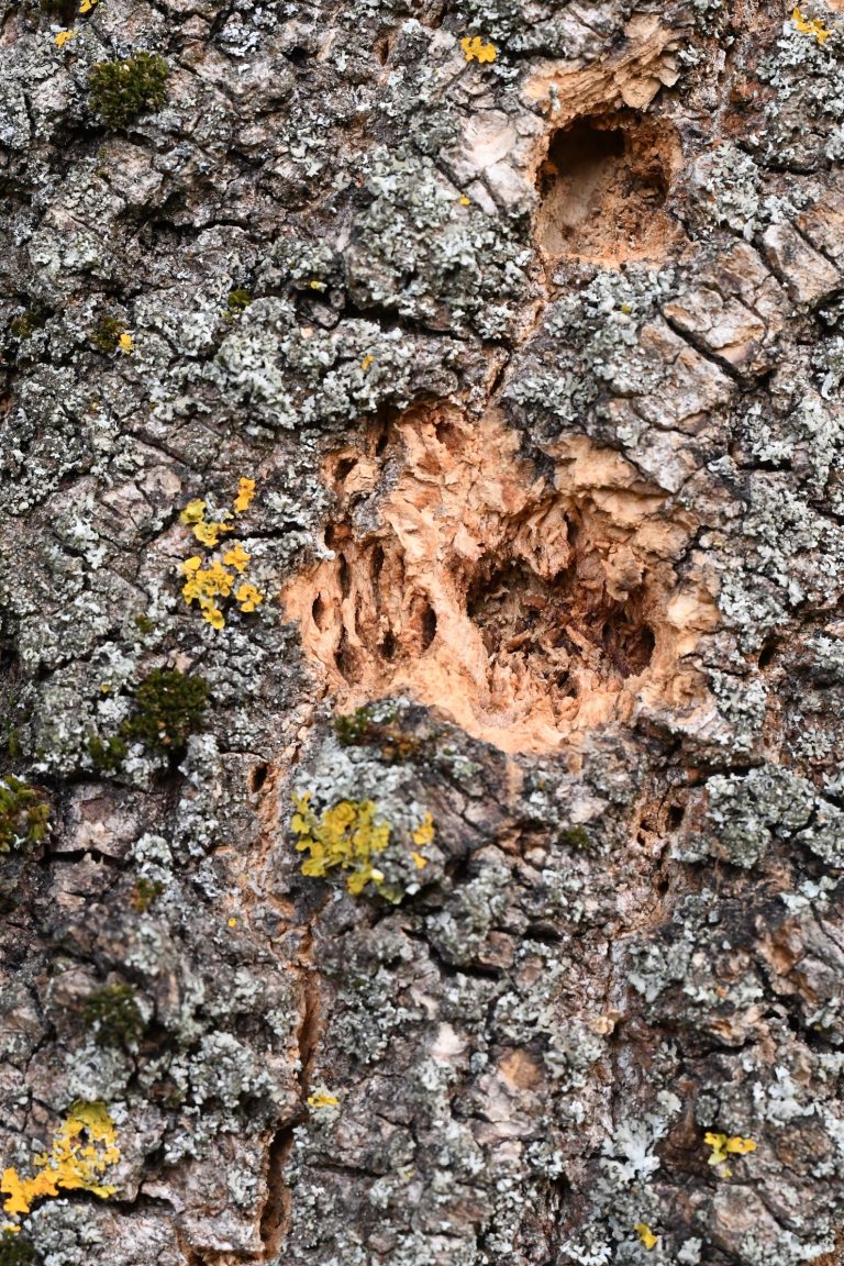 Photo gallery: We Cannot Stop the Emerald Ash Borer. The Key Is to Find It as Early as Possible. Foresters Need to Know Where and What to Look For.