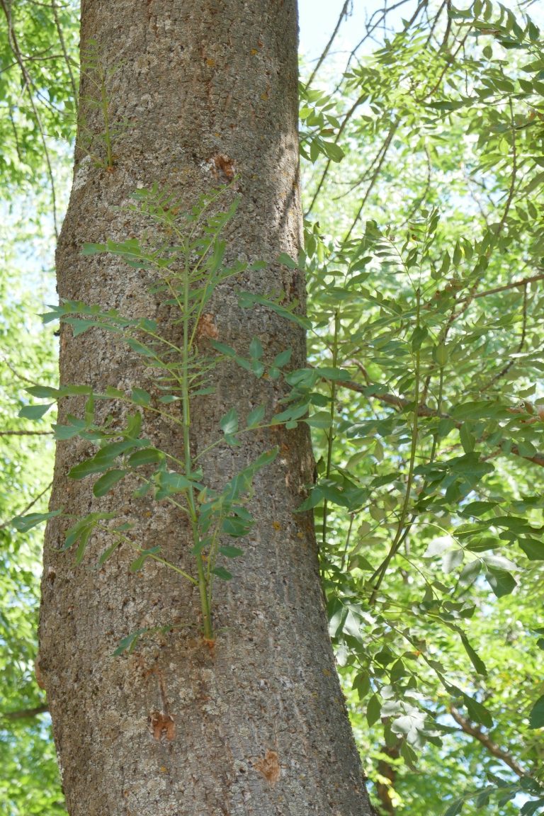 Photo gallery: We Cannot Stop the Emerald Ash Borer. The Key Is to Find It as Early as Possible. Foresters Need to Know Where and What to Look For.