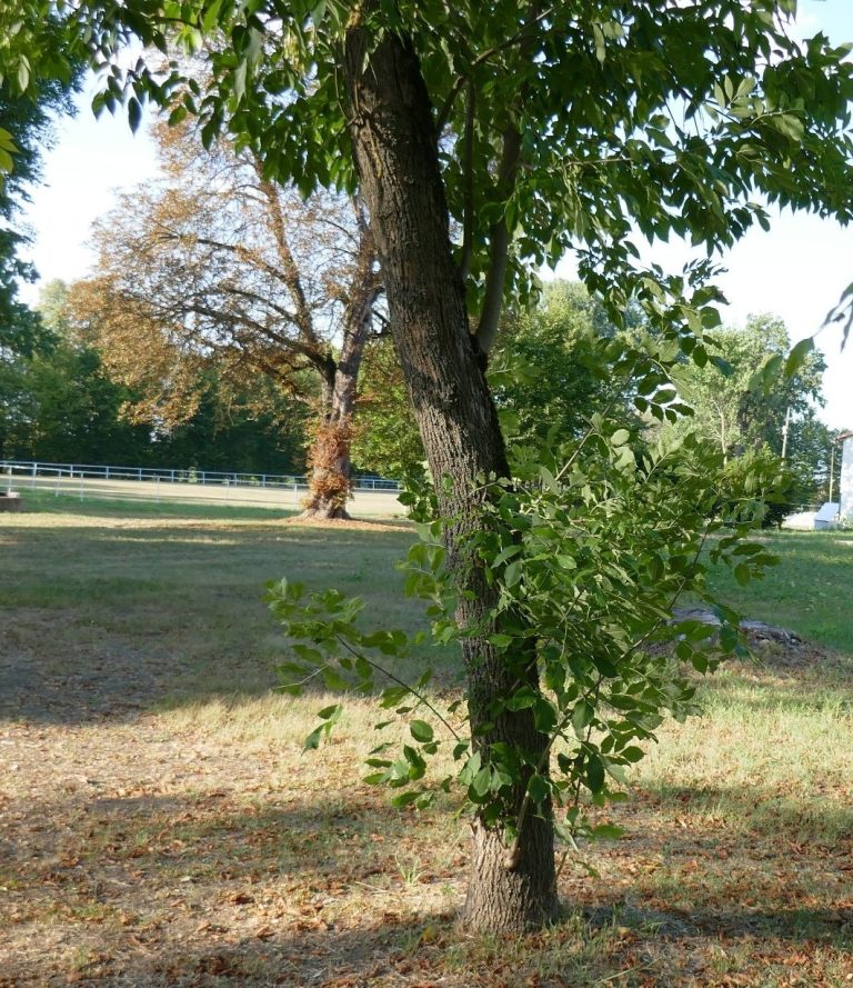 Photo gallery: We Cannot Stop the Emerald Ash Borer. The Key Is to Find It as Early as Possible. Foresters Need to Know Where and What to Look For.