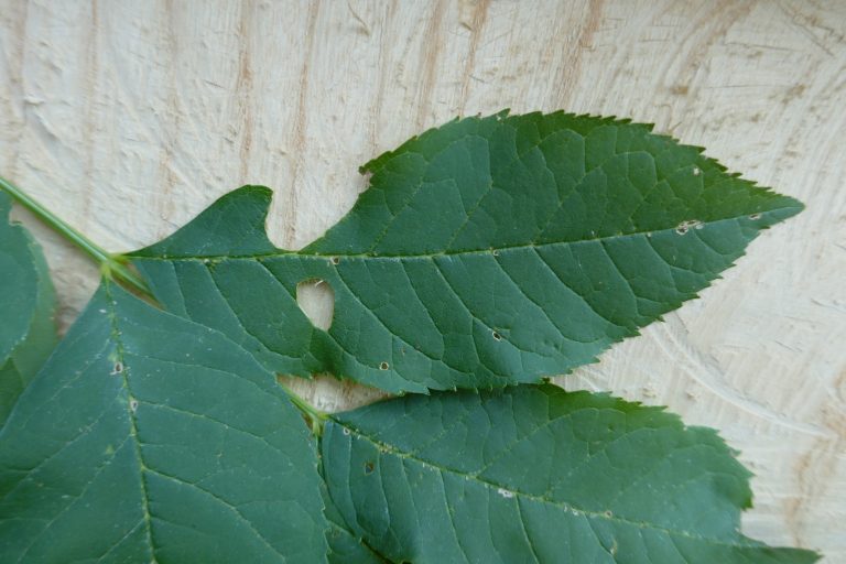 Photo gallery: We Cannot Stop the Emerald Ash Borer. The Key Is to Find It as Early as Possible. Foresters Need to Know Where and What to Look For.