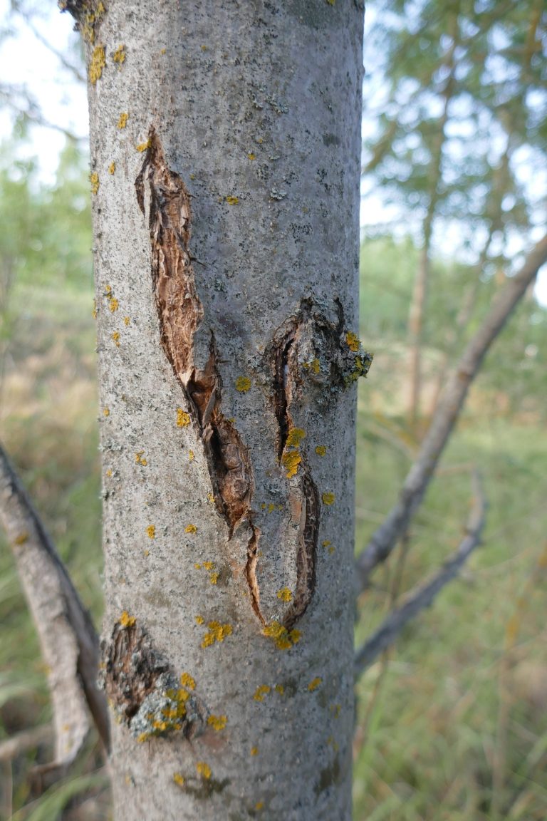 Photo gallery: We Cannot Stop the Emerald Ash Borer. The Key Is to Find It as Early as Possible. Foresters Need to Know Where and What to Look For.