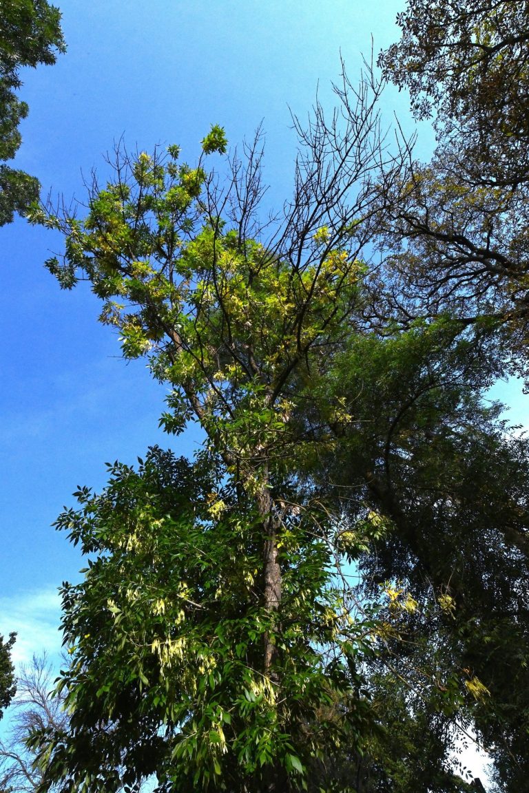 Photo gallery: We Cannot Stop the Emerald Ash Borer. The Key Is to Find It as Early as Possible. Foresters Need to Know Where and What to Look For.