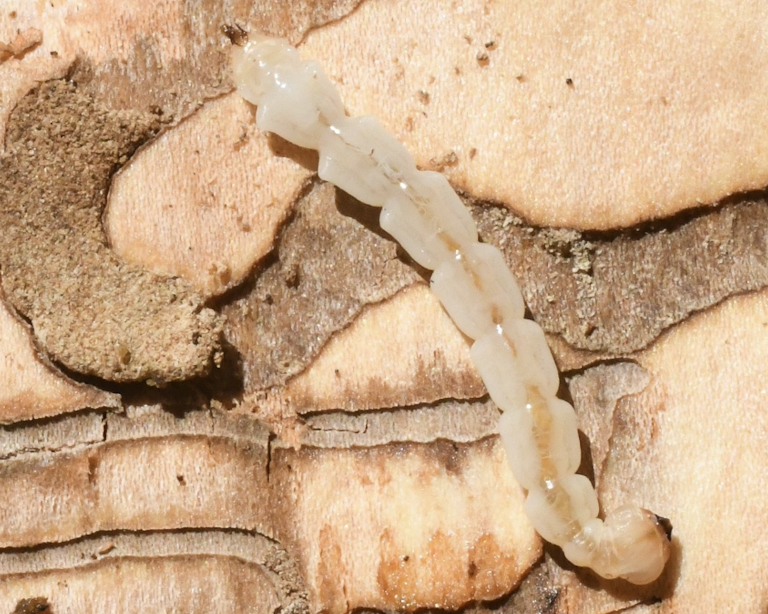 Photo gallery: We Cannot Stop the Emerald Ash Borer. The Key Is to Find It as Early as Possible. Foresters Need to Know Where and What to Look For.