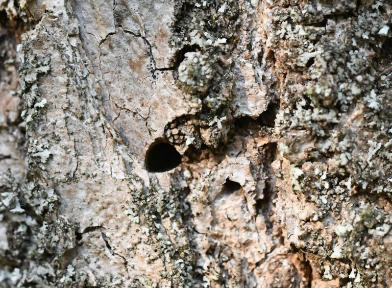 Photo gallery: We Cannot Stop the Emerald Ash Borer. The Key Is to Find It as Early as Possible. Foresters Need to Know Where and What to Look For.